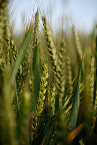 Close-up of wheat growing on field