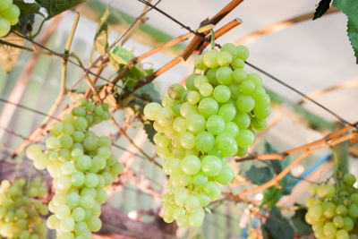 Close-up of grapes hanging on tree