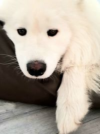 Close-up portrait of a dog