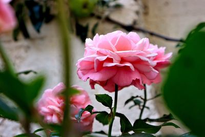 Close-up of pink rose