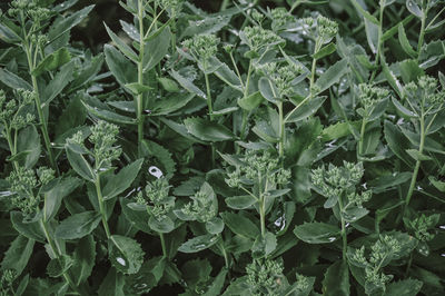 High angle view of plants growing on field