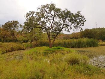 Scenic view of trees growing on field against sky