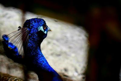 Close-up of peacock