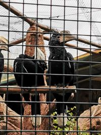 Two people in cage at zoo