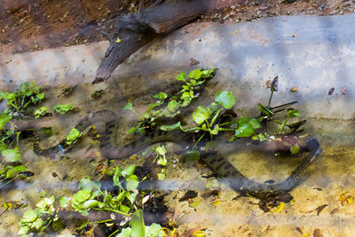 High angle view of leaves in lake