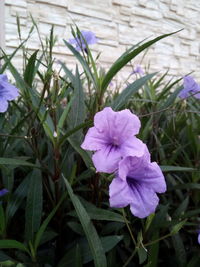 Close-up of purple iris blooming outdoors