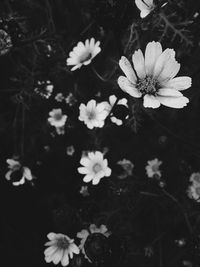 Close-up of flowers blooming outdoors