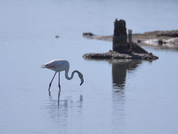 Bird flamingo on a lake