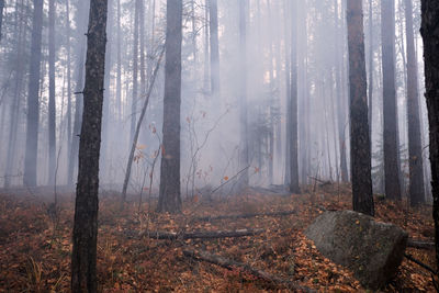 Panoramic shot of pine trees in forest