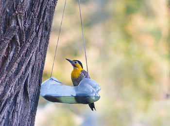 Bird perching on a tree