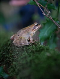 Close-up of frog on plant