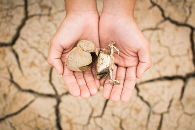 Cropped hands of woman holding crab over barren land