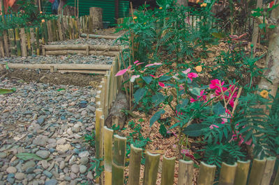 Plants growing by stone wall