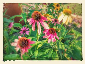 Close-up of purple coneflowers blooming outdoors