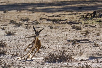 View of deer on field