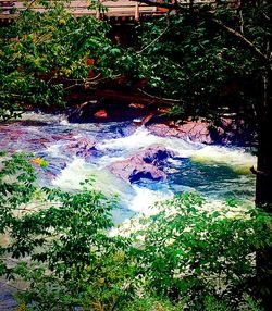 Reflection of trees in pond