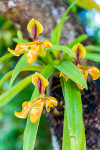 Close-up of flowering plant on field