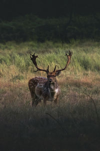 Deer portrait in field 