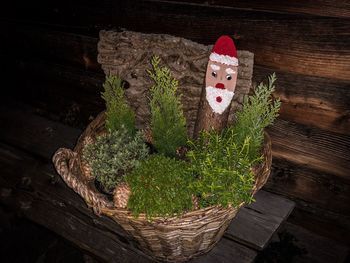 Plants in basket