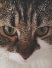 Close-up portrait of cat