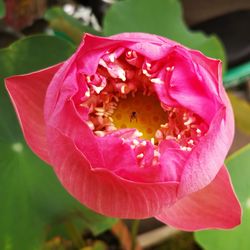 Close-up of pink rose