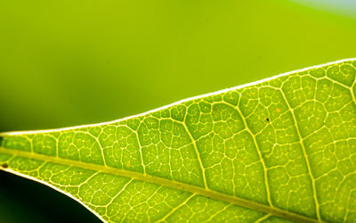 Close-up of water drops on leaf