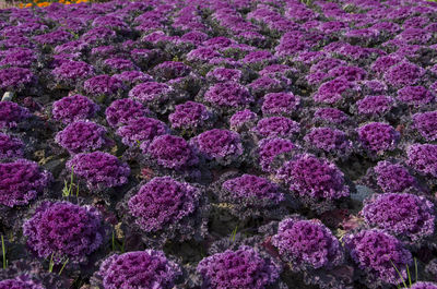Full frame shot of pink flowers