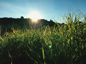 Scenic view of field against clear sky