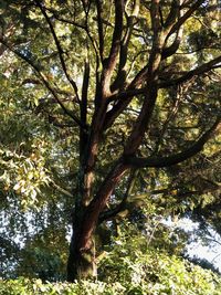 Low angle view of trees in forest