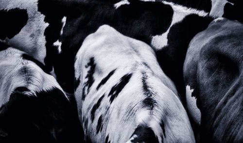 Close-up of cows