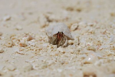 Hermit crab at beach