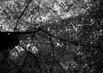 Low angle view of trees against the sky