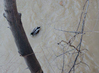 High angle view of bird on ground