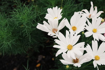 Close-up of white flowering plants