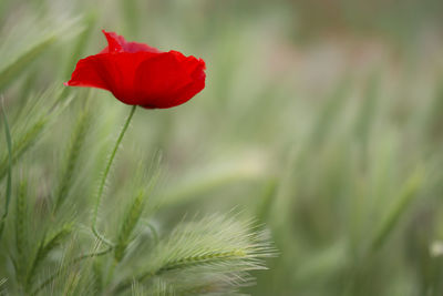 Close-up of red poppy flower on field