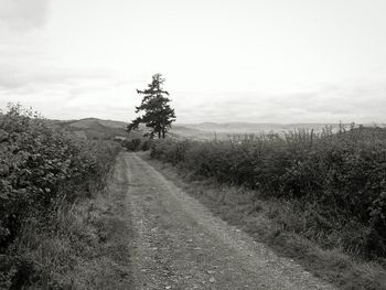 Road passing through field