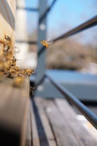 Close-up of bee on wood against building