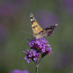 Close-up of butterfly on purple flower