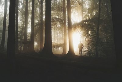 Sun shining through trees