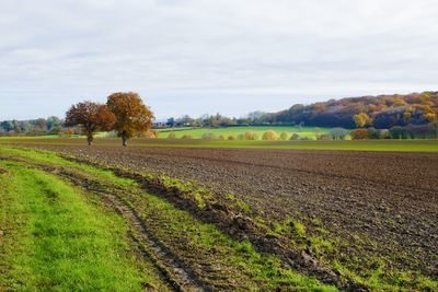 Scenic view of agricultural field against sky