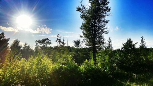 Sun shining through trees on field