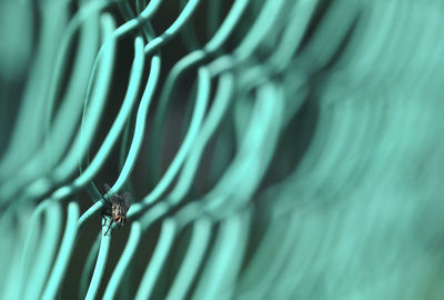 A flies perch on the wire fence