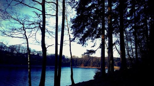 Reflection of trees in lake