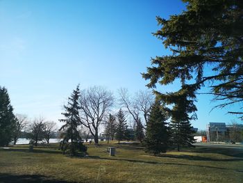 Trees on field against clear blue sky