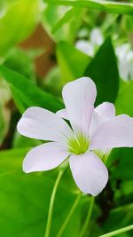 Close-up of white flowers