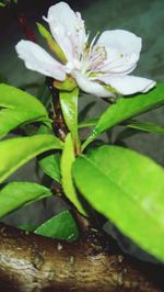 Close-up of insect on flower