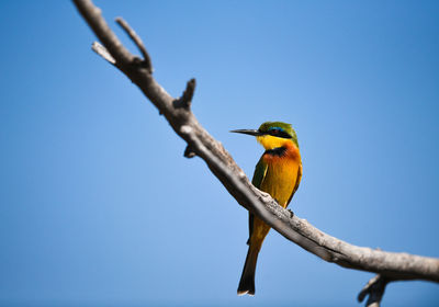 Low angle view of bird perching on tree against clear blue sky