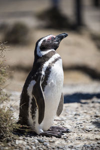 Close-up of penguin on rock