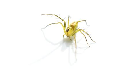 Close-up of insect on white background