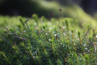 Close-up of raindrops on grass